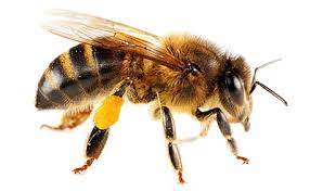Bee Png Image Free Bee Picture Png Download Fotos De Abeja Bellos Insectos Abejas