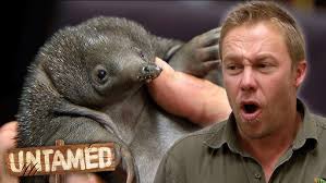 Kane Christensen made a world-first discovery of his very own Newcastle  funnel-web species