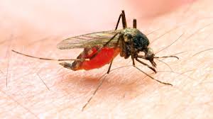 It is effective in repelling mosquitoes, but only in very small areas. How To Keep Mosquitoes Away From Your Home Control Mosquitoes