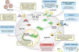Immune Response In Covid 19 Addressing A Pharmacological Challenge By Targeting Pathways Triggered By Sars Cov 2 Signal Transduction And Targeted Therapy