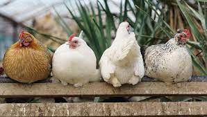 12 small chicken breeds that we recommend. The A Z Of Chicken Breeds And Choosing The Perfect One