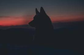 1920x1200 black wolf wallpapers picture. Wolf Wallpapers Free Hd Download 500 Hq Unsplash