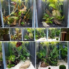 Divided betta tanks ❤ introducing the new 10 gallon female tank! Divided Tank Setup Each Betta Has Their Own Heater And Filter Nicrew Light Across The Top With Craft Mesh Lids Glass Siliconed Between Sections And I Added Black Plastic Report Covers Siliconed