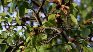 Check spelling or type a new query. When Do Walnut Tree Roots Quit Killing Surrounding Plants