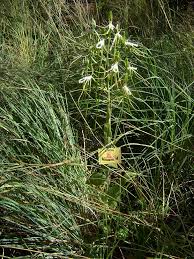 Image result for Bonatea