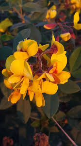 Image result for Schizocarphus nervosus