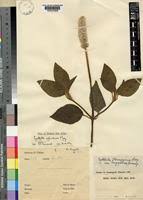 Image result for Cyathula cylindrica