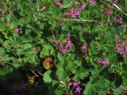 Image result for Pelargonium grossularioides