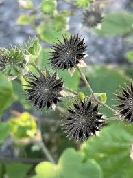 Image result for Abutilon lauraster