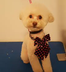 Perfect Little Paws Mobile Grooming