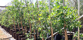 Image result for Terminalia sericea