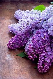 Lilacs Lilac Flowers Lilac Tree Beautiful Flowers