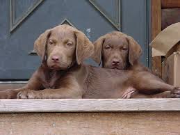 They need plenty of exercise to be happy, so an active family is the best match for this breed. Chesapeake Bay Retriever Pups Pets Cute Dogs Pup
