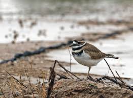 The most common backyard birds in michigan in winter (december to february) are these: Photo Of The Week Wet Day Of Birding For First October Big Day Lireo Designs