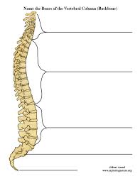 Fishbone diagram or ishikawa diagram is a modern quality management tool that explains the cause and effect relationship for any quality issue that has arisen or that may arise. Anatomy Lab 2 Practicum Vertebral Column Diagram Quizlet