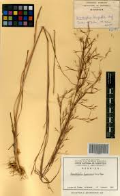 Image result for Anadelphia