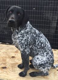 Black And White Pointer Dog Cole Black N White Gsp German Shorthaired Pointer Dog Gsp Puppies German Shorthaired Pointer