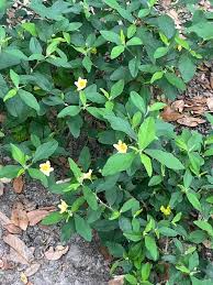 Image result for Sida rhombifolia
