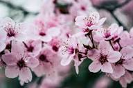 Cherry Blossom Photos, Download The BEST Free Cherry Blossom Stock ...