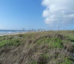 Image result for Lipocarpha constricta