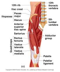 Anterior Hip Thigh Muscles And Other Anatomy As Well Thigh Muscle Anatomy Muscle Anatomy Hip Anatomy