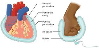 Anatomical Terminology Anatomy Physiology