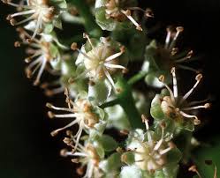 Image result for Melicoccus