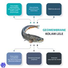 Iklim mikro maksudnya menjaga temperatur hingga. Pesona Ikan Lele Dan Prospeknya Dalam Bisnis Pt Mutiaracahaya Plastindo