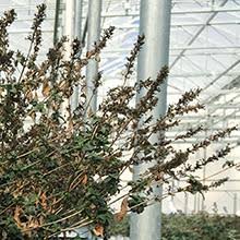 They are perennials, and they should be able to survive the winter in usda zones 5 through 10. Amazon Com 1 Gal Lo Behold Blue Chip Jr Butterfly Bush Buddleia Live Shrub Blue Purple Flowers Patio Lawn Garden