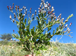 Image result for Vernonia sutherlandii
