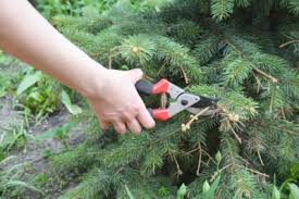 An example of another safe choice is dwarf japanese white pine (pinus parviflora). Can Dwarf Spruce Trees Be Pruned Tips For Dwarf Spruce Pruning