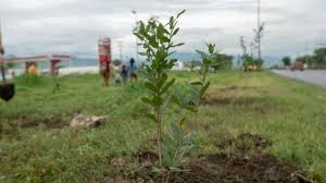 Celebra municipio “Día del Árbol” con campaña de reforestación