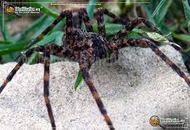 The spiders are harmless to humans, but people with arachnophobia may disagree. Fishing Spider Dolomedes Spp