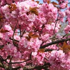 The okame cherry tree japanese flowering cherry tree featured in the cherry blossom festival in washington dc. Kwanzan Cherry Tree Pink Flowering Trees Kwanzan Cherry Tree Flowering Cherry Tree