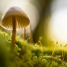 There is also a phonetic guide to use to see the proper pronunciation of chemosh. How To Pronounce Say Moabite By Bible Speak Pronunciation