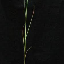 Image result for Sorghastrum stipoides
