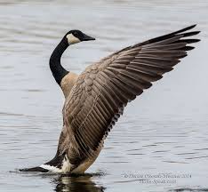 Bird With Wings Spread Images Canada Goose Geese Photography Bird Photography Canadian Goose