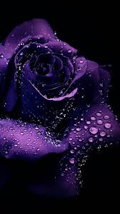 Black And Purple Flowers Wallpaper Pin By Angelina Lescrynski On مكرر Purple Roses Wallpaper Purple Roses Purple Wallpaper