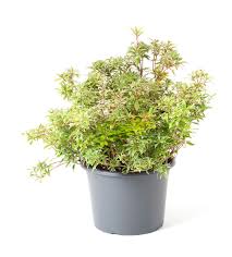 To see our assortment of fresh cut flowers and potted plants from holland ans the rest of europe, please check our internet shop. Japanische Lavendelheide Little Heath Pieris Japonica Little Heath Gunstig Online Kaufen
