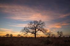 Trees and Shrubs of Central Texas Workshop