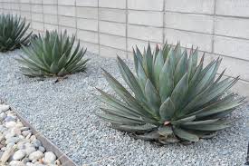 13 Desert Plants To Use When Landscaping Hunker Landscaping With Rocks Mulch Landscaping Succulent Landscape Design