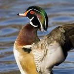 Ducks Unlimited: 2026 Golden Triangle Ducks Unlimited Dinner