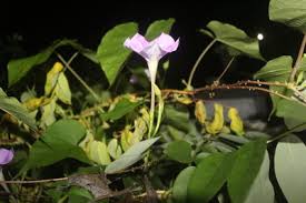 Image result for Ipomoea turbinata