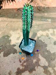 Image result for Euphorbia confinalis