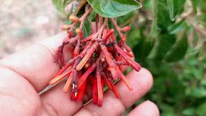 Image result for Hamelia patens