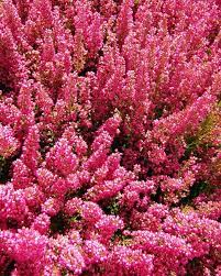 52 Types Of Heather And Heath Flowers With Pictures Florgeous