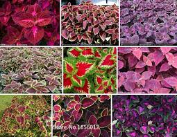 Mixing the seeds with fine sand before sowing can help you to spread the seeds more evenly with a bit more of a gap between the seeds. 200 Coleus Seeds Ideal Foliage Plants Easy Growing So Beautiful High Germination One Original Package Package Boot Plantplant A Seed Plant A Flower Plant A Rose Aliexpress