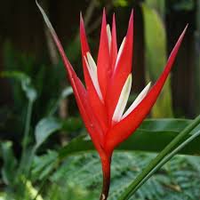 There is also a yellow variety (c. Heliconia Angusta Red Christmas False Bird Of Paradise Red Christmas In Gardentags Plant Encyclopedia