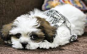 It's also free to list your available puppies and litters on our site. Hd Cute Shih Tzu Wallpapers Peakpx