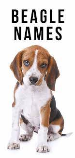 Have a new, adorable female beagle in your life? Cute Dog Names For Female Beagle Csi Sigegov Org